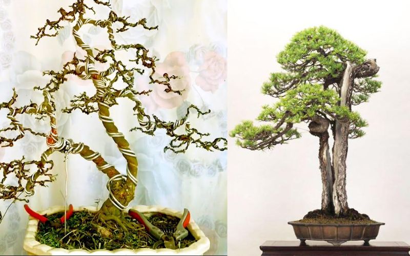 Đặc điểm và ý nghĩa dáng cây 2 thân