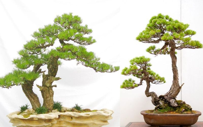 Đặc điểm và ý nghĩa dáng cây 2 thân