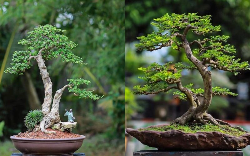 Các bước uốn cây 2 thân chuẩn nhất