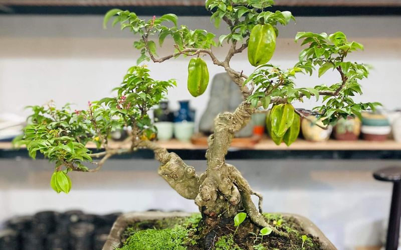 Các bước uốn cây 2 thân chuẩn nhất