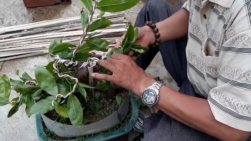 Các bước uốn cây 2 thân chuẩn nhất