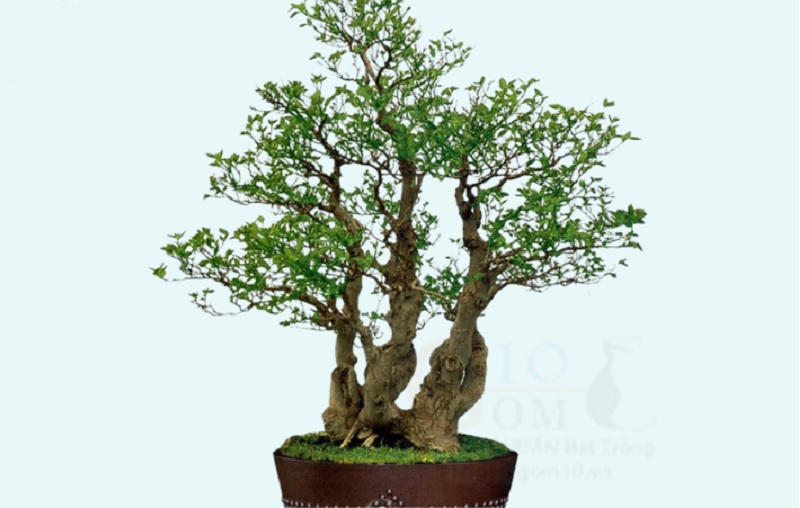 Ý nghĩa của thế cây 3 thân