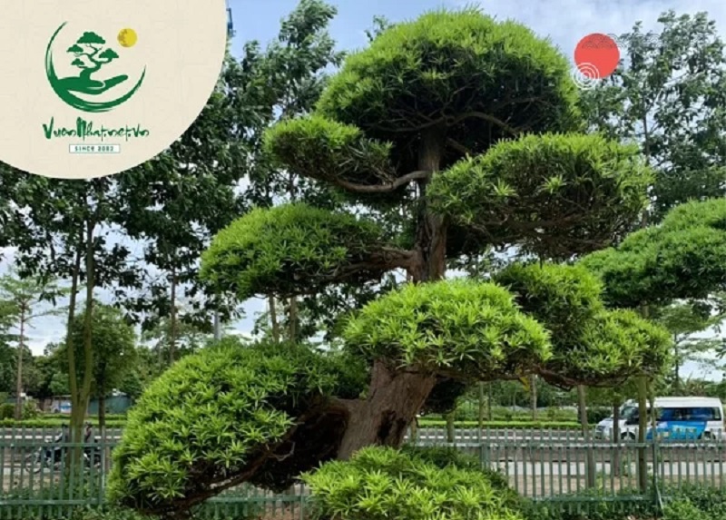 Các bước uốn cây 3 thân