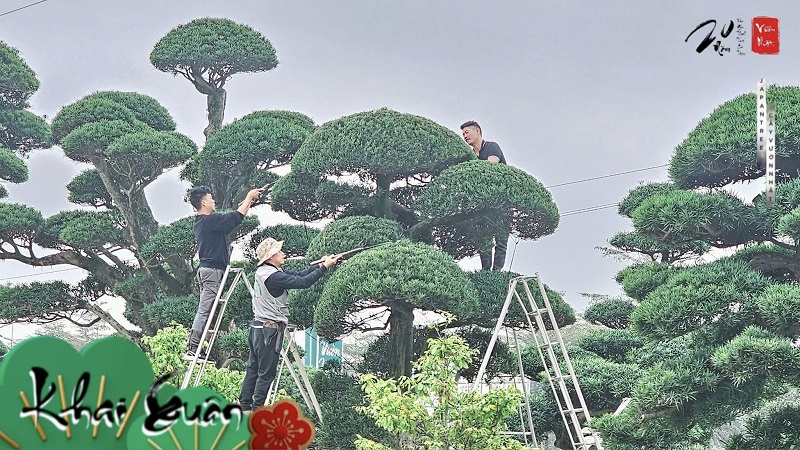 Các bước uốn cây 3 thân