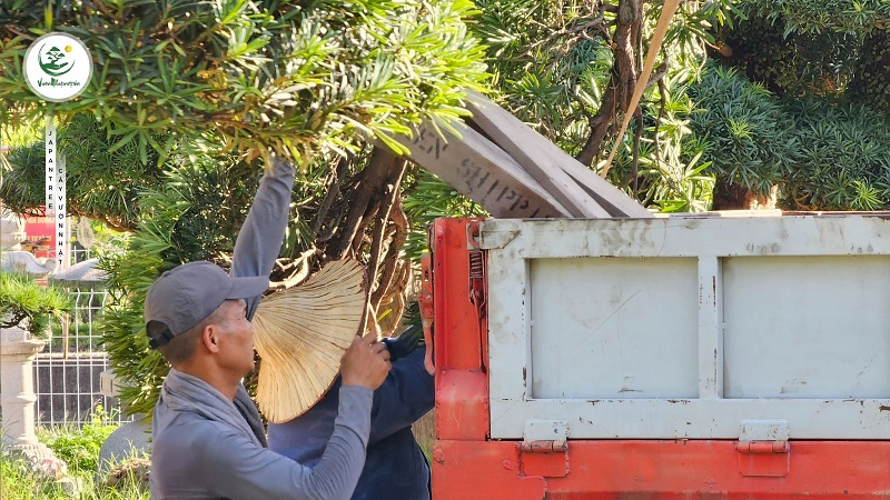 Các bước uốn cây 3 thân