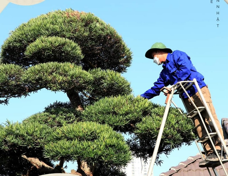 Các bước uốn cây 3 thân