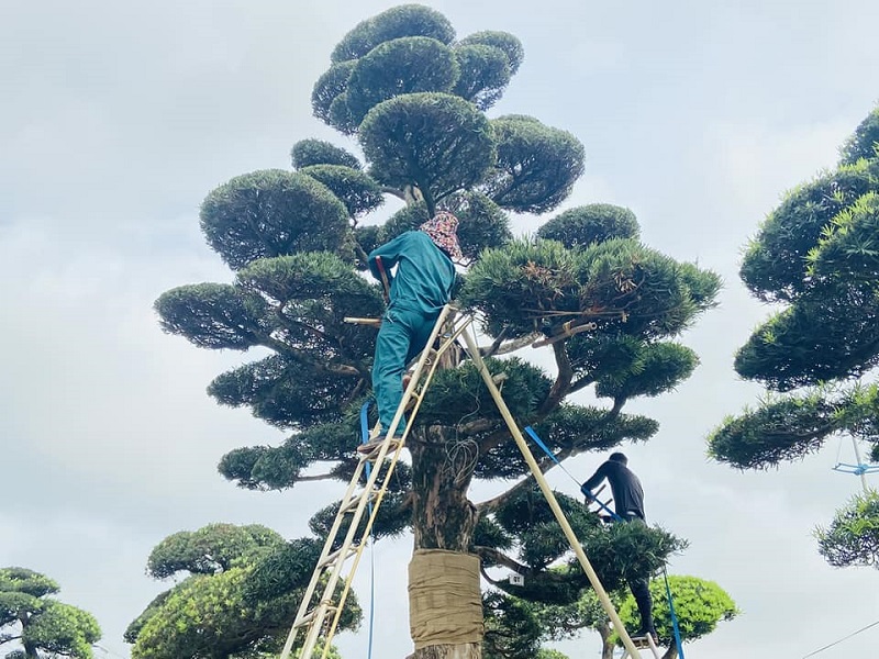 Các bước uốn cây 3 thân