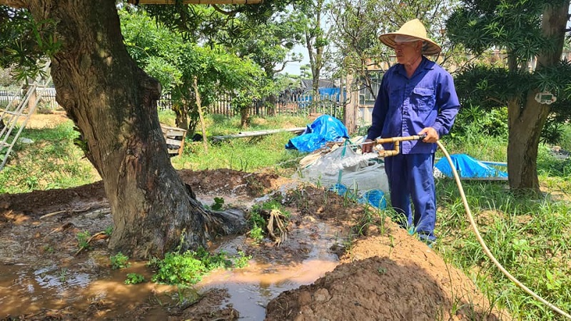 Các bước uốn cây 3 thân