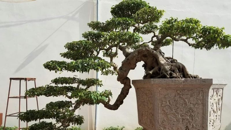 Ý nghĩa của dáng thác đổ trong bonsai