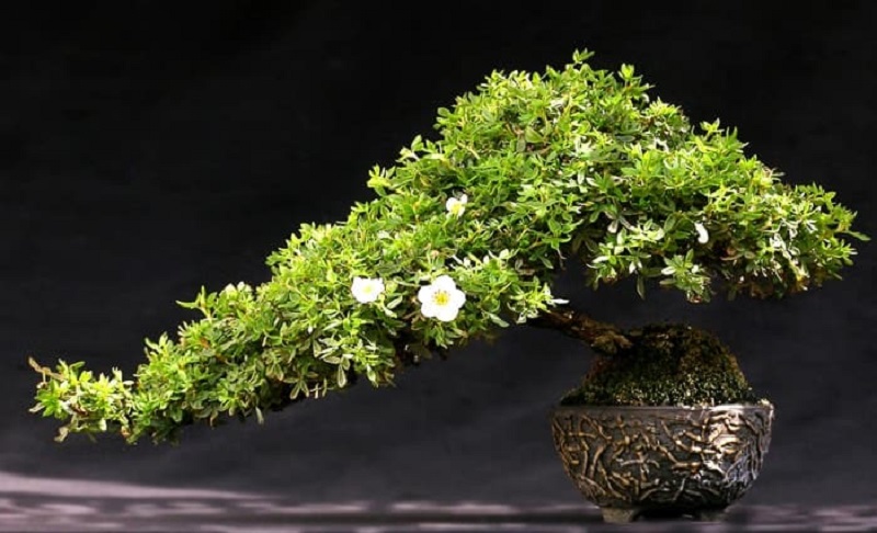 Các bước uốn cây cảnh dáng thác đổ