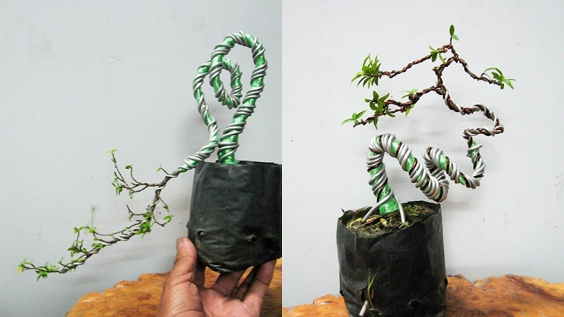 Các bước uốn cây cảnh dáng thác đổ