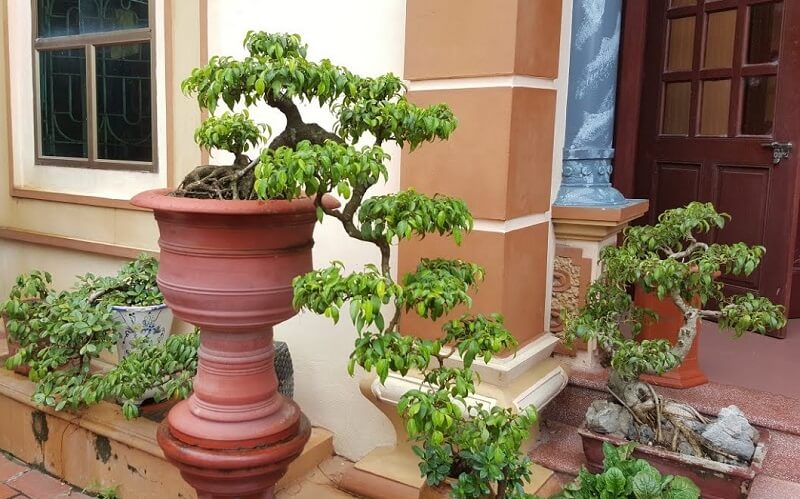 Cách uốn cây cảnh dáng thác đổ chuẩn như nghệ nhân