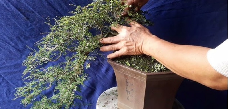 Các bước uốn cây cảnh dáng thác đổ