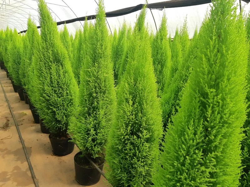 Những điều cần biết về cây tùng thơm