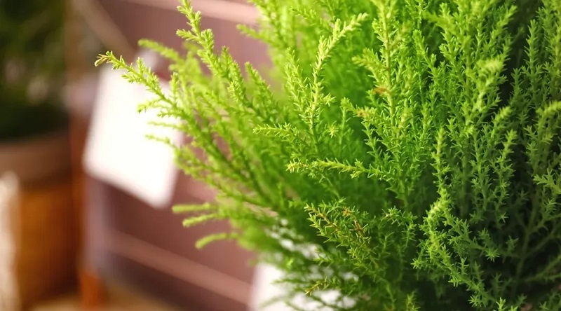 Trồng và chăm sóc cây tùng thơm như nào