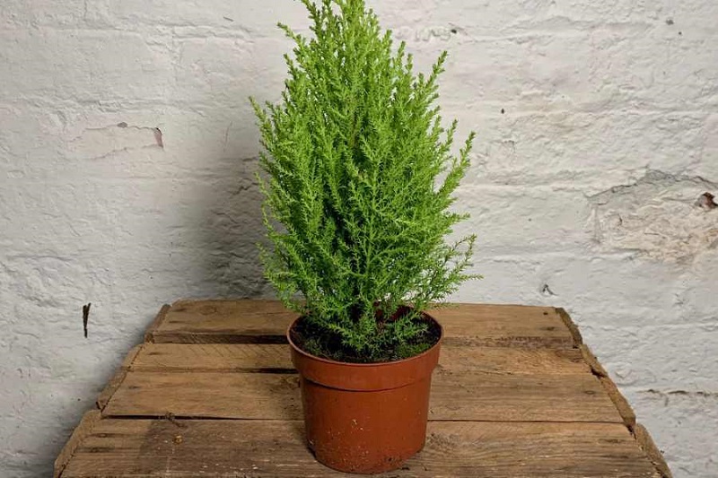 Một vài hình ảnh về cây tùng thơm không thể bỏ qua