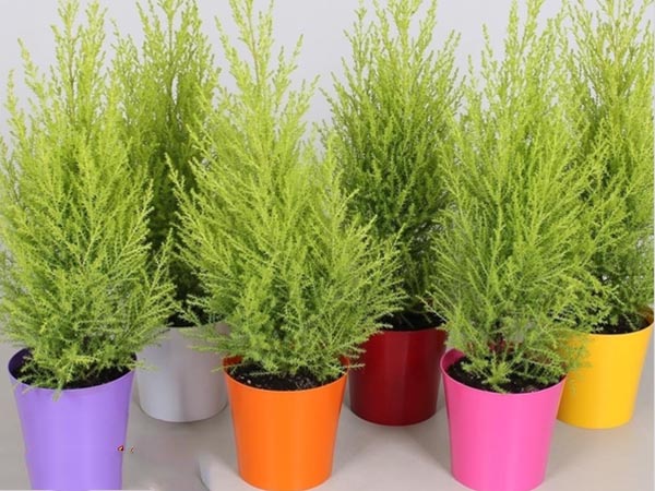 Một vài hình ảnh về cây tùng thơm không thể bỏ qua