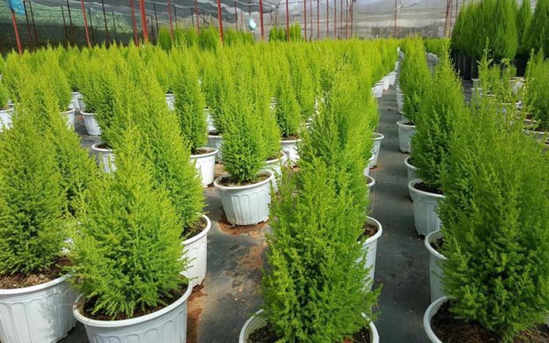 Một vài hình ảnh về cây tùng thơm không thể bỏ qua