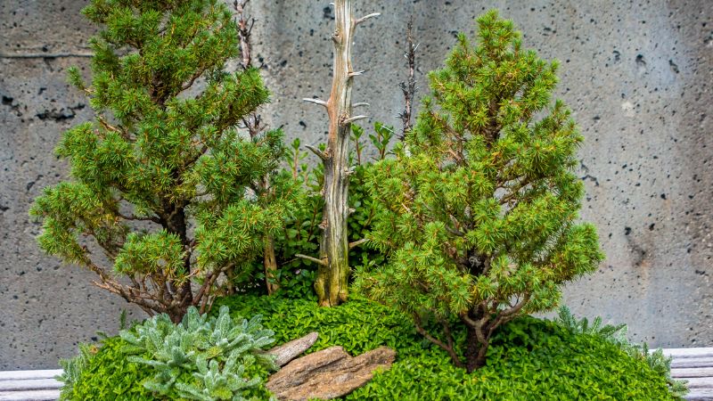 Một vài hình ảnh về cây tùng thơm không thể bỏ qua