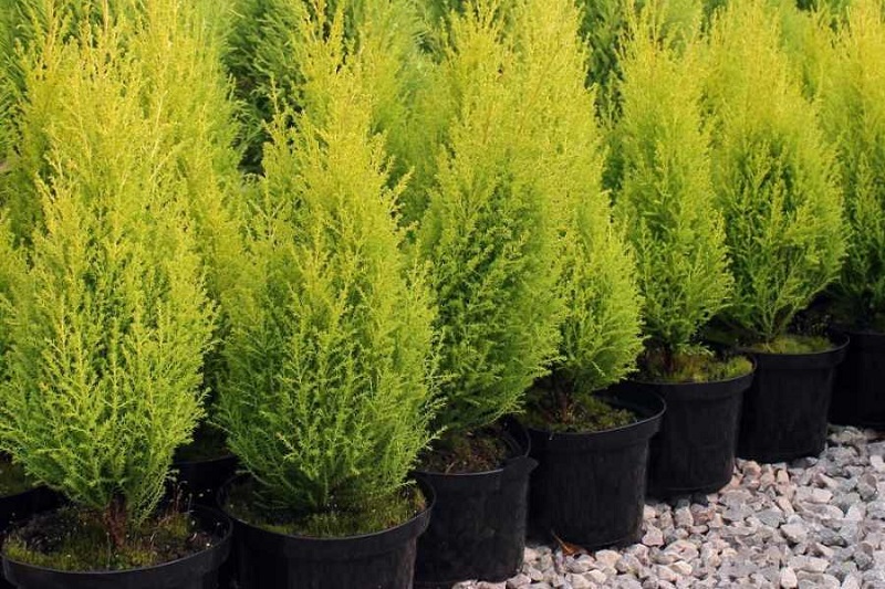 Tất tần tật những điều cần biết về cây tùng thơm