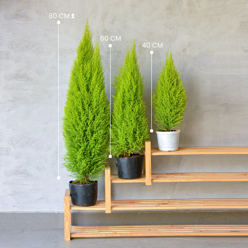 Những điều cần biết về cây tùng thơm