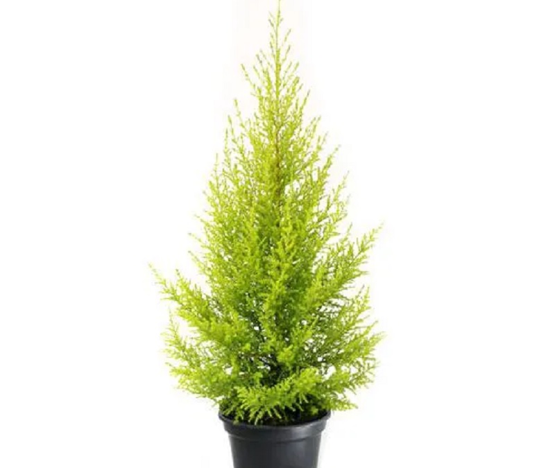 Những điều cần biết về cây tùng thơm