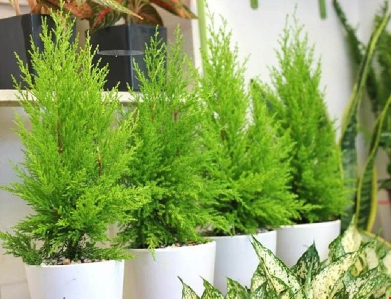 Những điều cần biết về cây tùng thơm