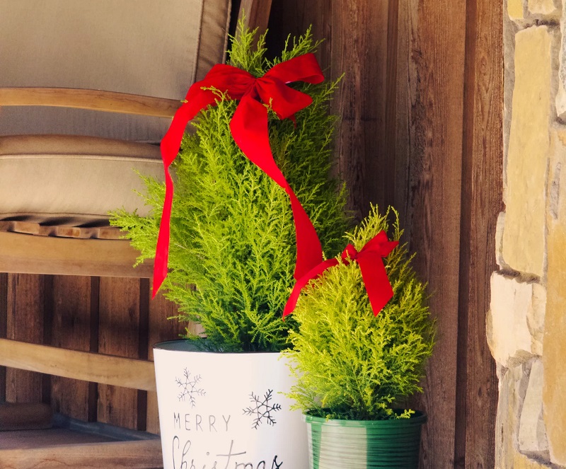 Công dụng của cây tùng thơm