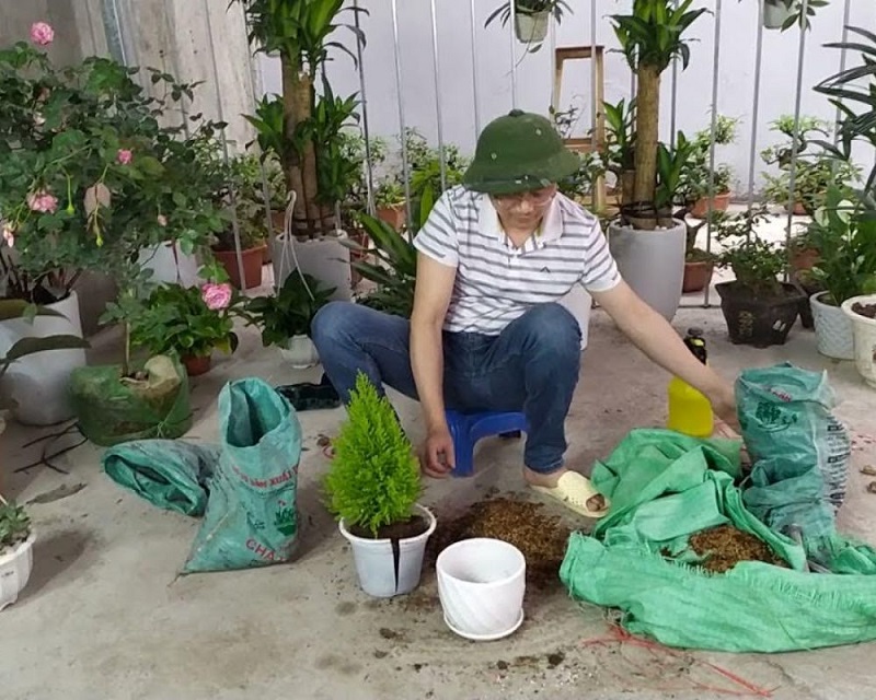 Trồng và chăm sóc cây tùng thơm như nào