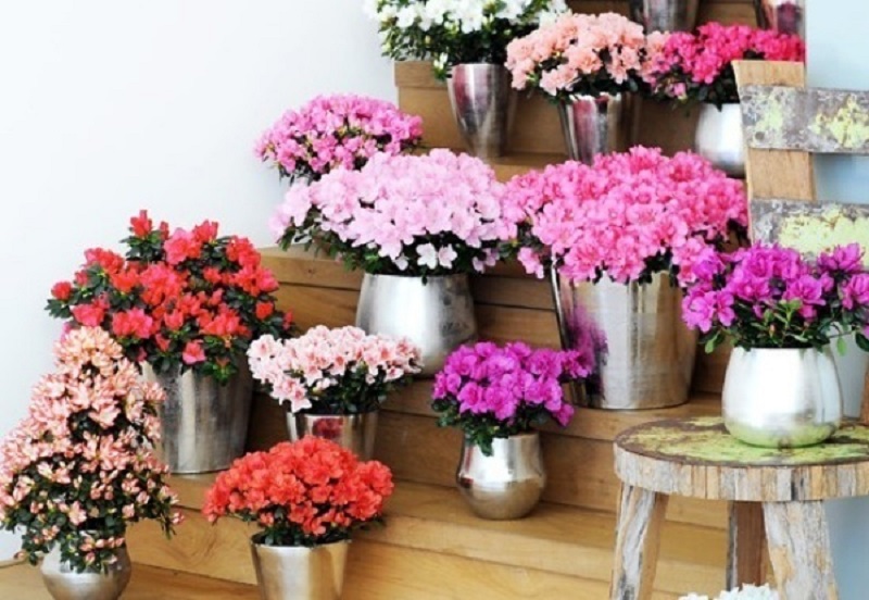 Công dụng của hoa đỗ quyên