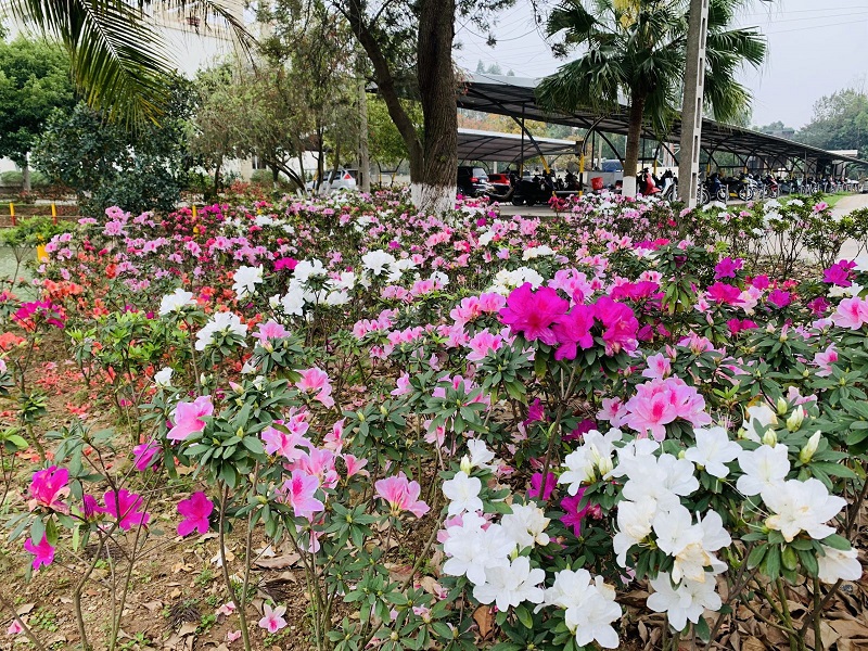 Công dụng của hoa đỗ quyên