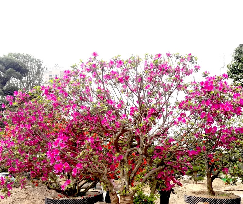 Mua hoa đỗ quyên ở đâu? Giá bao nhiêu?