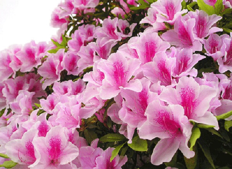Những điều cần biết về hoa đỗ quyên? Nguồn gốc, ý nghĩa, cách chăm sóc