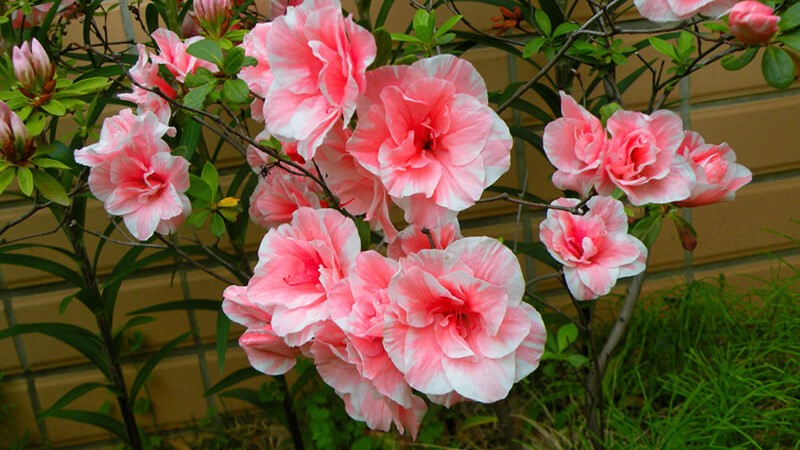 Tìm hiểu về hoa đỗ quyên