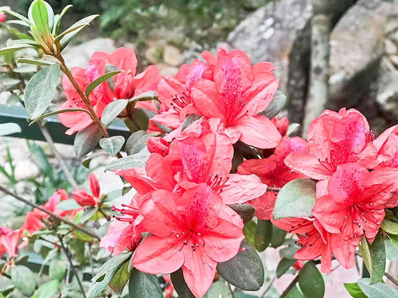 Cách chọn giống, trồng và chăm sóc hoa đỗ quyên