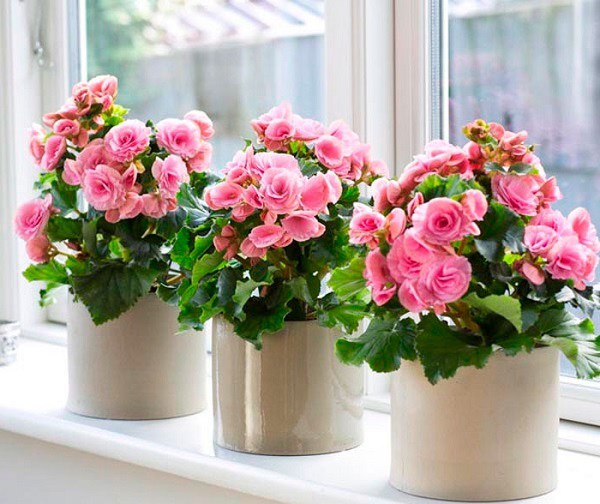 Cách chọn giống, trồng và chăm sóc hoa đỗ quyên