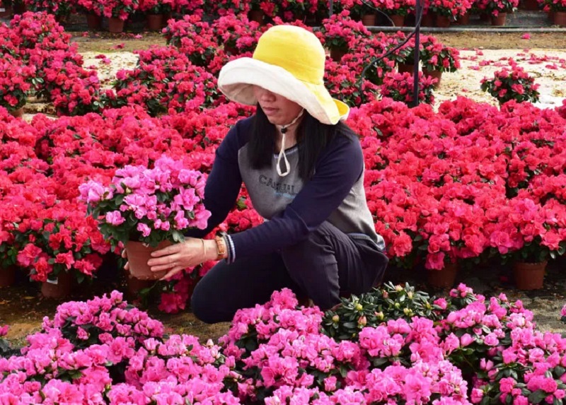 Cách chọn giống, trồng và chăm sóc hoa đỗ quyên