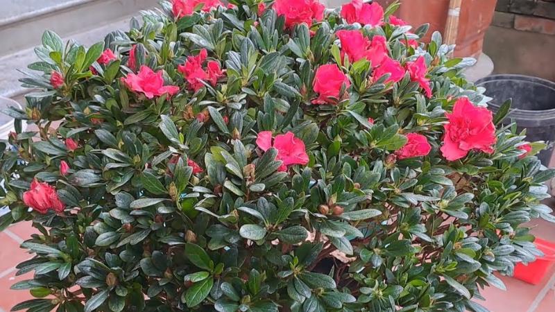 Cách chọn giống, trồng và chăm sóc hoa đỗ quyên