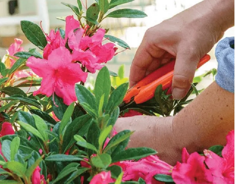 Cách chăm sóc hoa đỗ quyên