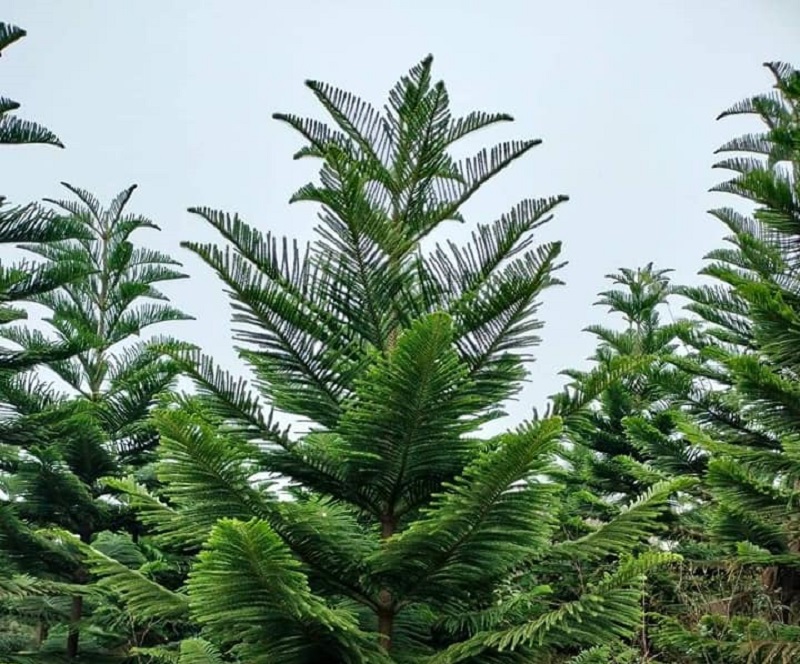 Nguồn gốc của Tùng Bách Tán