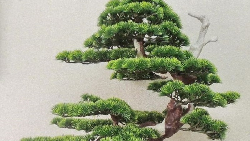 Nguồn gốc của Tùng Bách Tán