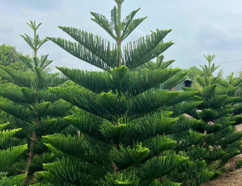 Cách trồng và chăm sóc Tùng Bách Tán