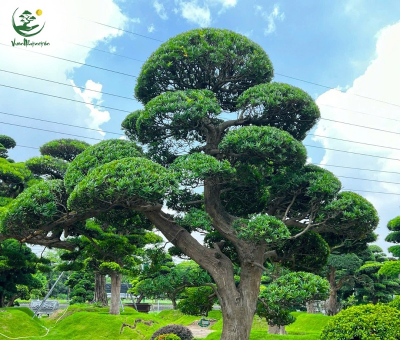 Biểu tượng phong thủy đẳng cấp