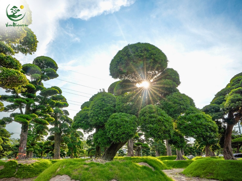 Khả năng sống bền và dễ thích nghi