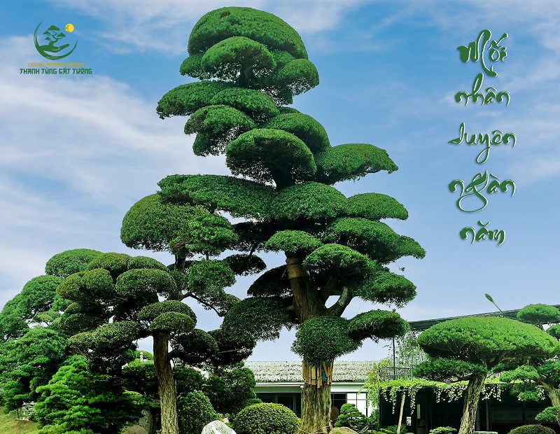 Khả năng sống bền và dễ thích nghi