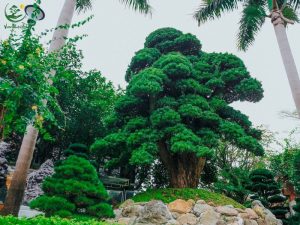 Lý do khiến Tùng La Hán được giới thượng lưu ưa chuộng