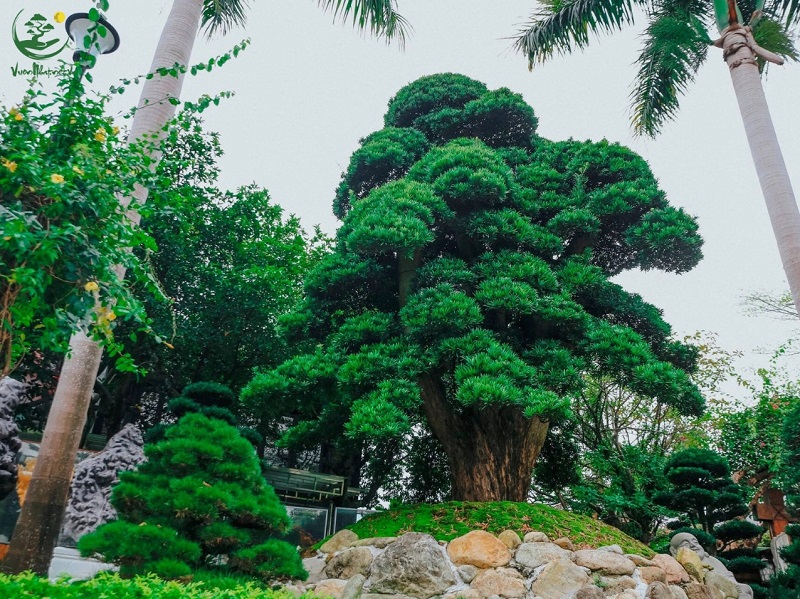 Lý do khiến Tùng La Hán được giới thượng lưu ưa chuộng