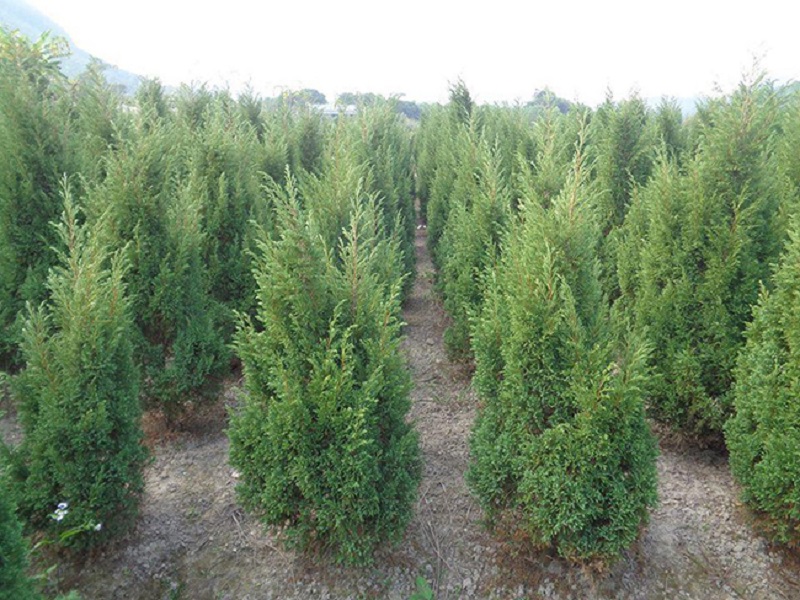 Cây tùng tháp là gì?