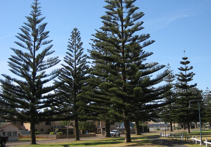 Đặc điểm nổi bật của cây tùng tháp