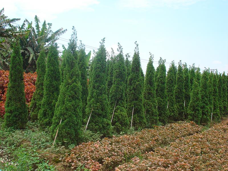 Đặc điểm nổi bật của cây tùng tháp